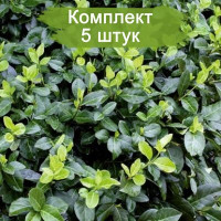 Комплект 5шт  / Бересклет Колоратус